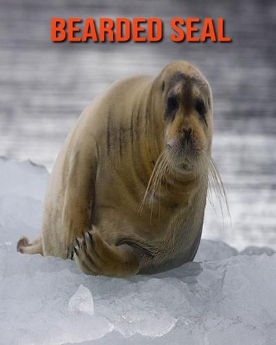 Bearded Seal