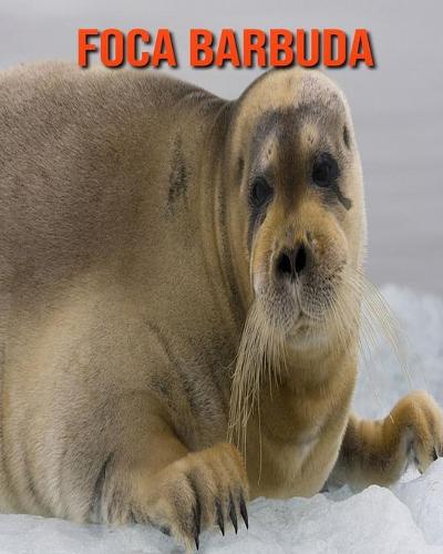 Foca barbuda