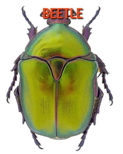 Beetle
