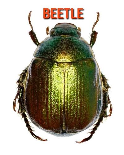 Beetle