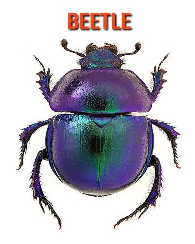 Beetle