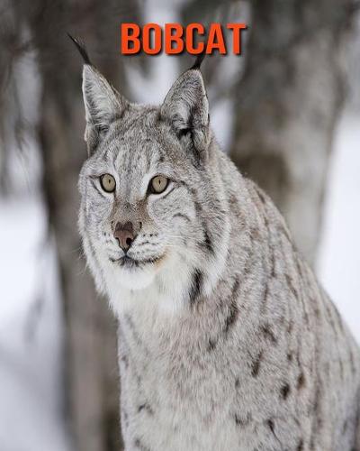 Bobcat
