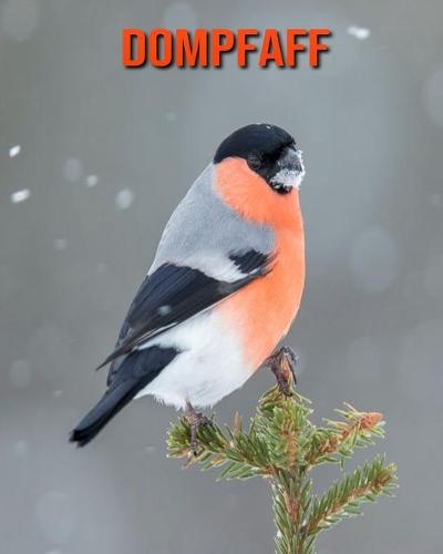 Dompfaff