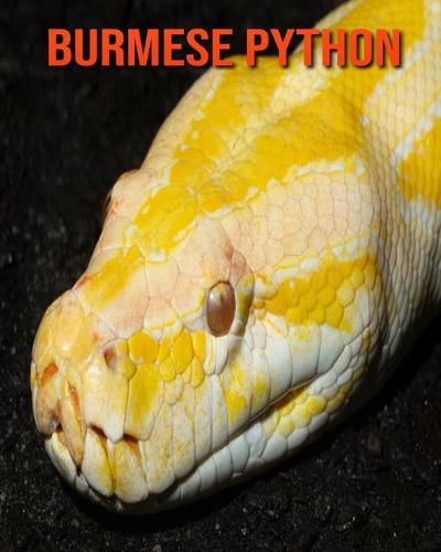 Burmese Python