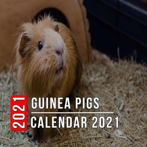 Guinea Pigs Calendar 2021