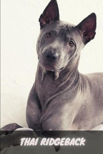 Thai Ridgeback