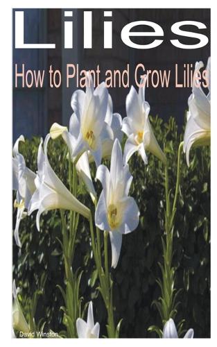 Lilies
