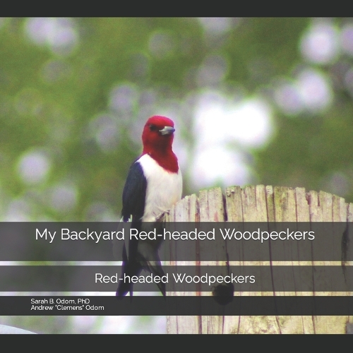 My Backyard Red-headed Woodpeckers