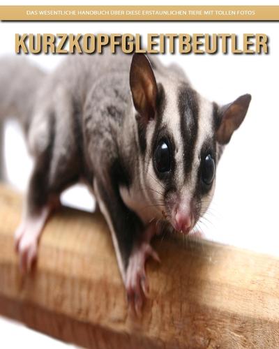 Kurzkopfgleitbeutler