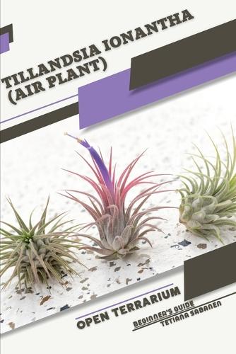 Tillandsia ionantha (Air Plant)