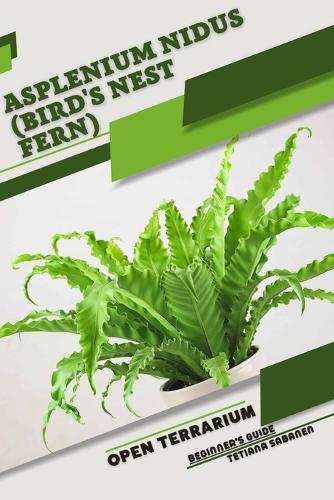 Asplenium nidus (Bird's Nest Fern)