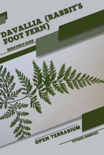 Davallia (Rabbit's Foot Fern)