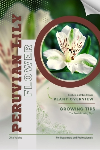 Peruvian Lily