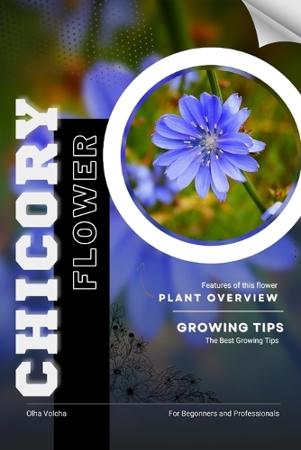 Chicory