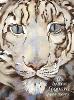 The Snow Leopard