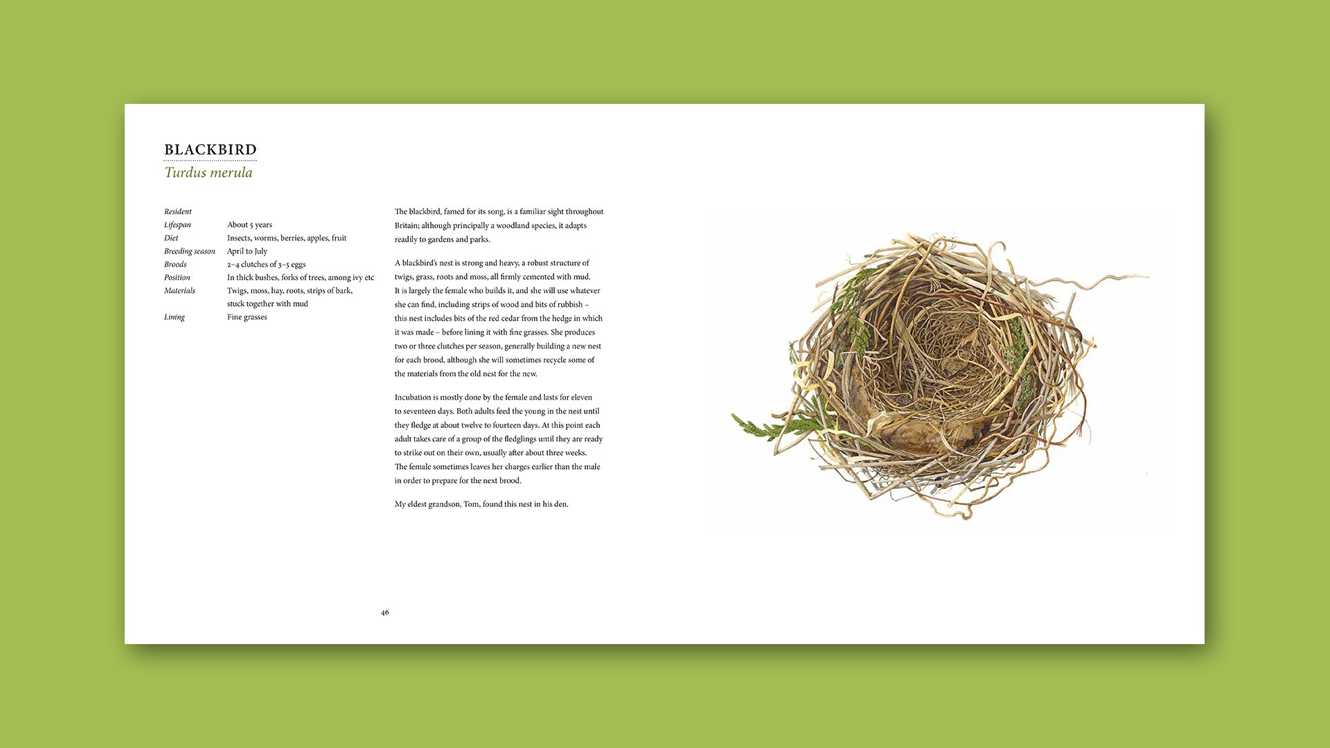 Nests