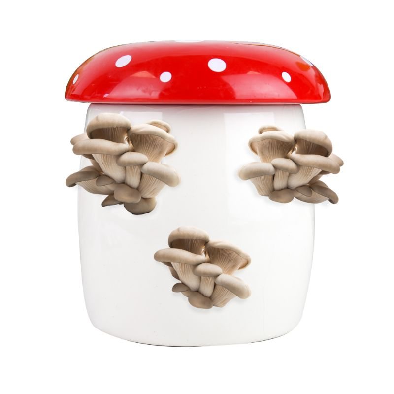 Mushroom Grow Kit