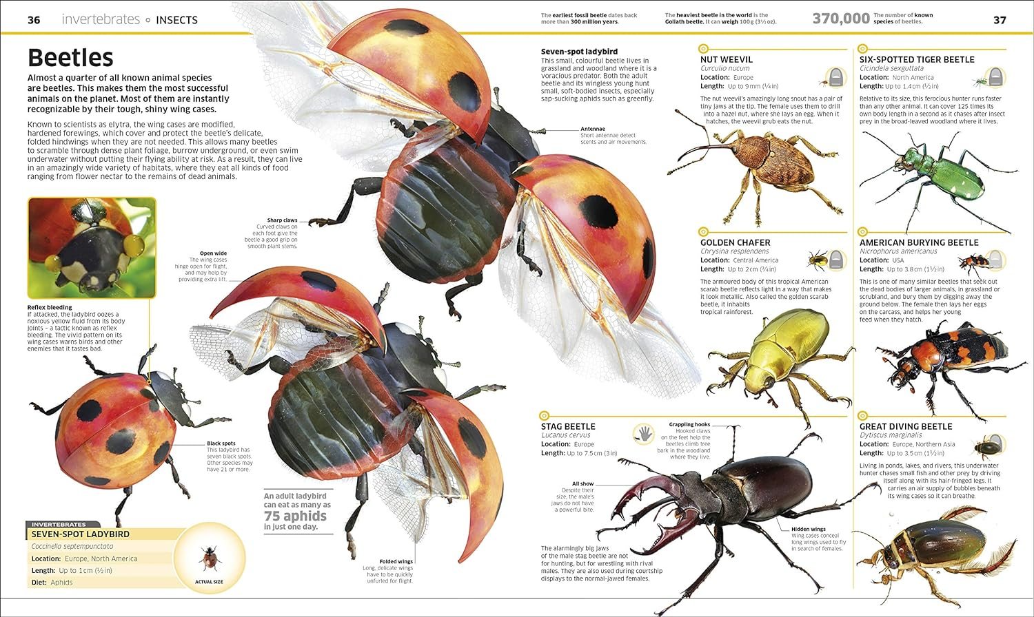 Knowledge Encyclopedia Animal!