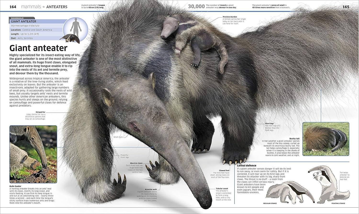 Knowledge Encyclopedia Animal!