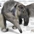 Knowledge Encyclopedia Animal!