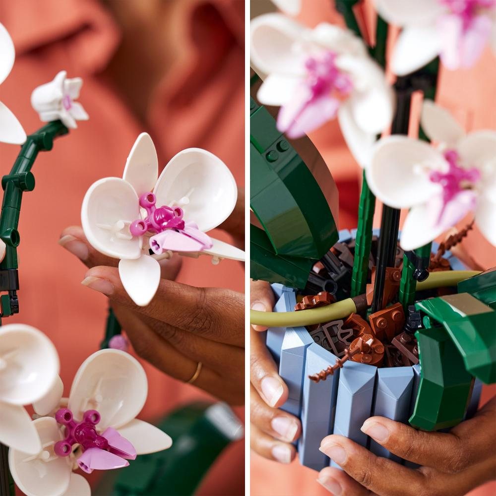 Orchid
