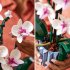 Orchid