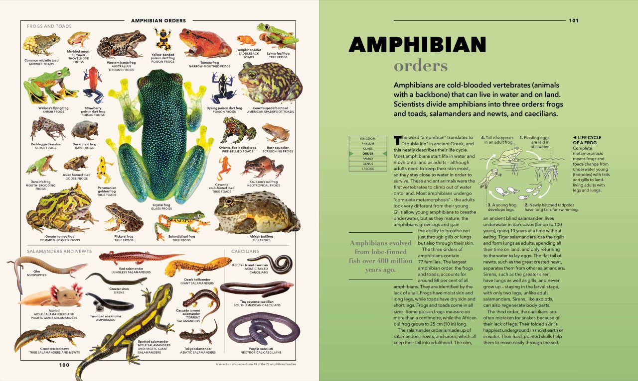 Knowledge A Visual Compendium