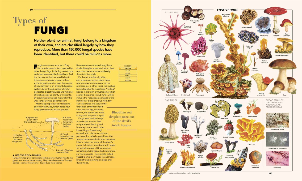 Knowledge A Visual Compendium