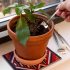 Terrarium Tools