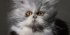 Feline