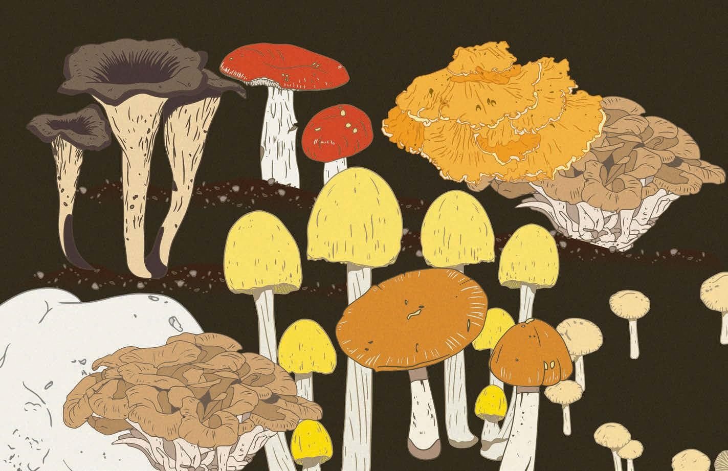 Mushrooms