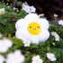 Plush - Super Soft! - Daisy  Mini 