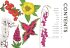 Your Gardening Year